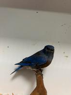 1-1 blauwkeel sialia ( in nl ), Meerdere dieren, Tropenvogel, Geringd