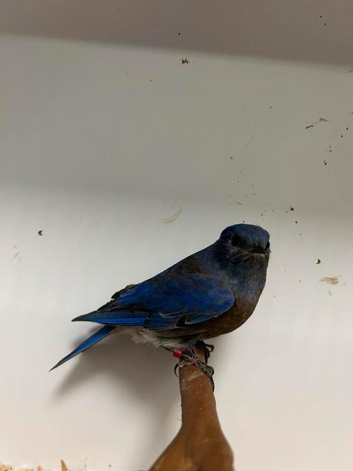 1-1 blauwkeel sialia ( in nl ), Dieren en Toebehoren, Vogels | Overige Vogels, Tropenvogel, Meerdere dieren, Geringd