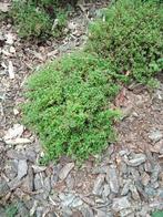 Spiraea  Japonica Little princess, Ophalen, Struik, Minder dan 100 cm
