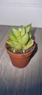 Haworthia comptoniana Hybrid , Enlèvement ou Envoi, Printemps