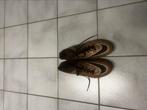 Voetbalschoenen, Ophalen, Zo goed als nieuw