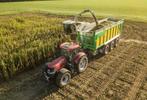 Mais, Zakelijke goederen, Landbouw | Veevoer, Ophalen