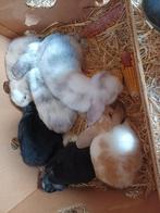 hangoortjes, Dieren en Toebehoren, Konijnen