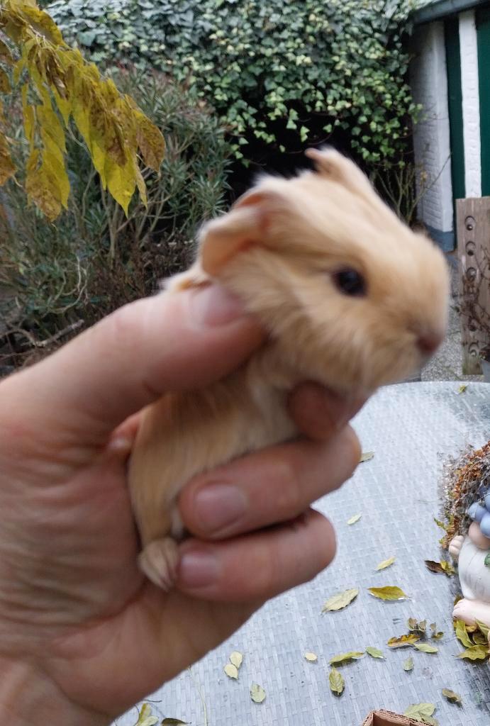 Cavia baby's te reserveren, Animaux & Accessoires, Rongeurs, Plusieurs animaux, Cobaye, Décembre, Domestique