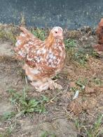 Cochin hennetjes te koop, Dieren en Toebehoren