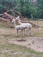 Alpaca hengst 1 jaar, Dieren en Toebehoren, Juli, Mannelijk