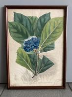 Botanische illustratie Franciscea Hydrangae (Van Geel), Antiek en Kunst, Ophalen of Verzenden