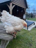 Kip hen lemon pyle 1jaar brahma, Dieren en Toebehoren, Kip
