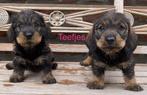 Teckels nains à poil dur, Poils durs, Plusieurs, Belgique, Plusieurs animaux