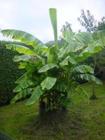 Bananier, Enlèvement