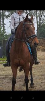 Superlieve merrie, Dieren en Toebehoren, Gechipt, 7 tot 10 jaar, Recreatiepony, Merrie