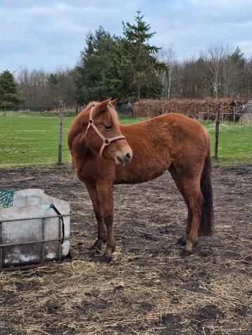 Quarter merrie te koop beschikbaar voor biedingen