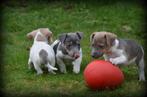 Jack Russell pups, België, Jack Russell Terriër, CDV (hondenziekte), 8 tot 15 weken