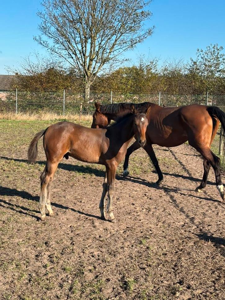 Zeer chic hengstveulen Dorian Grey TN, Dieren en Toebehoren, Paarden, Hengst, Niet van toepassing, 0 tot 2 jaar, Springpaard, Met stamboom