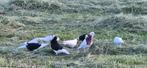 duiven, Dieren en Toebehoren