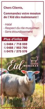Verkoop van lammeren, schapen, runderen Offerfeest 2025, Dieren en Toebehoren, Schapen, Geiten en Varkens, Mannelijk, Schaap