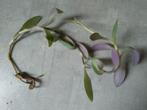 Geworteld stekje Tradescantia pallida, Overige soorten, Minder dan 100 cm, Halfschaduw, Bloeiende kamerplant
