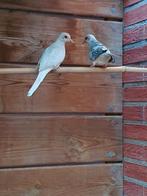 Koppeltje diamantduifjes, Dieren en Toebehoren