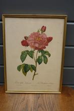 Vintage ingekaderde print P.J. Redouté (3), Antiek en Kunst, Ophalen of Verzenden
