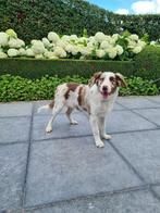 border collie pups, Dieren en Toebehoren, Honden | Herdershonden en Veedrijvers, België, 15 weken tot 1 jaar, CDV (hondenziekte)