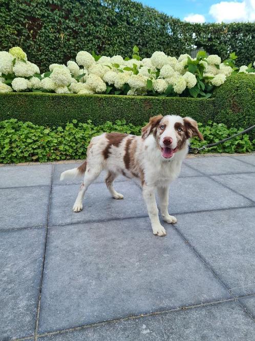border collie pups, Dieren en Toebehoren, Honden | Herdershonden en Veedrijvers, Meerdere dieren, Collie, Fokker | Professioneel
