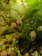 Appelslakken, Dieren en Toebehoren, Vissen | Aquariumvissen