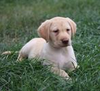 Labrador pups, België, CDV (hondenziekte), 8 tot 15 weken, Labrador retriever