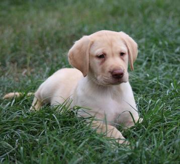 Labrador pups beschikbaar voor biedingen