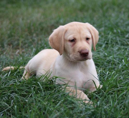 Labrador pups, Dieren en Toebehoren, Honden | Retrievers, Spaniëls en Waterhonden, Meerdere dieren, Labrador retriever, Fokker | Professioneel