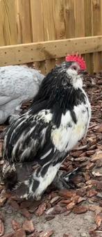 Everbergse Baardkriel Zilverkwartel haan, Dieren en Toebehoren, Pluimvee, Mannelijk, Kip
