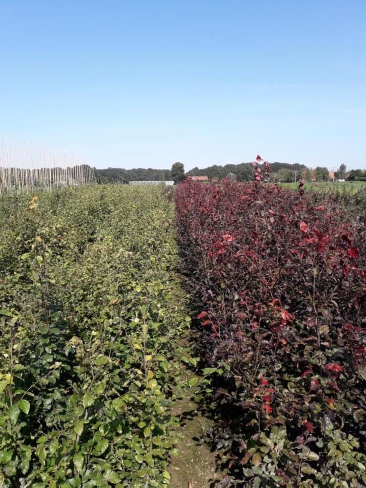 Groene Beuk / Fagus sylvatica, Tuin en Terras, Planten | Struiken en Hagen, Haagbeuk, Ophalen