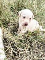 Labrador retriever pups, Dieren en Toebehoren, België, CDV (hondenziekte), 8 tot 15 weken, Labrador retriever