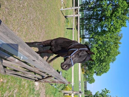 Veelzijdige arabier, Dieren en Toebehoren, Paarden, Ruin, Zadelmak, Minder dan 160 cm, 3 tot 6 jaar, Recreatiepaard, Met stamboom