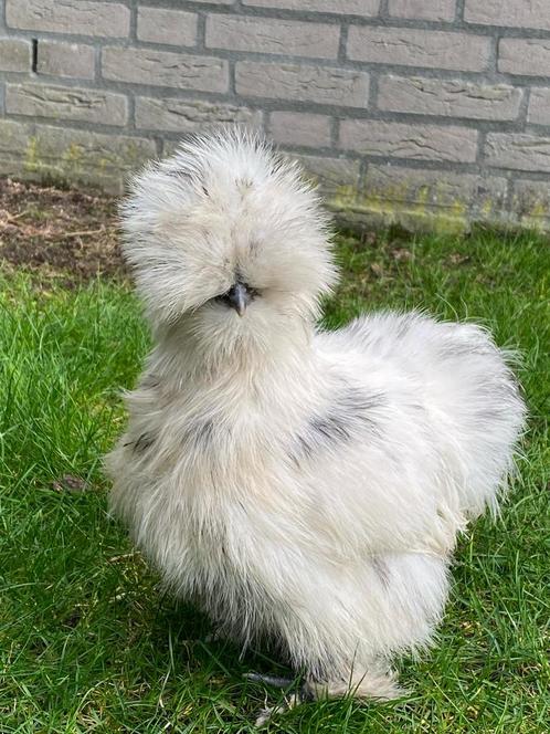 Broedeieren USA zijdehoen (volop beschikbaar ), Dieren en Toebehoren, Pluimvee, Kip