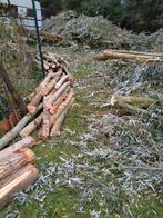 gratis brandhout, 6 m³ ou plus, Enlèvement, Autres essences de bois, Branches