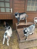 4 dwergeiten bokjes, Dieren en Toebehoren, Mannelijk, Geit, 0 tot 2 jaar