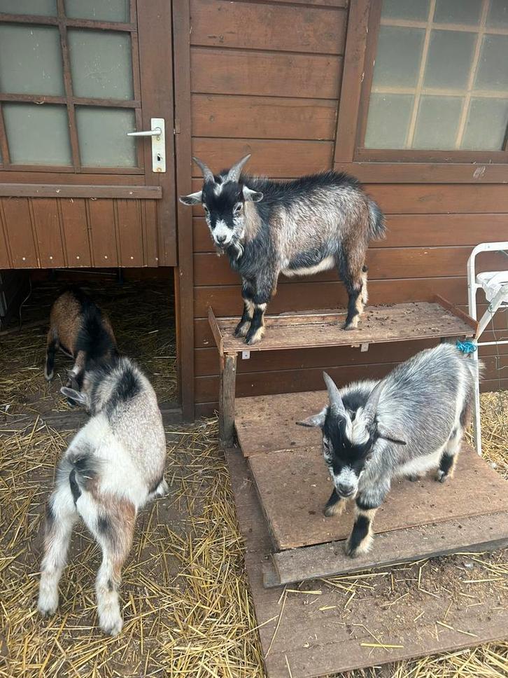 4 dwergeiten bokjes, Dieren en Toebehoren, Schapen, Geiten en Varkens, Geit, Mannelijk, 0 tot 2 jaar
