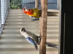 Koppel rosella mutatie
