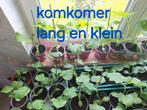 Komkomer planten 1 stuks 1€, Jardin & Terrasse, Plantes | Jardin, Enlèvement ou Envoi
