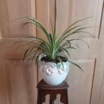 Grote mooie kamerplant Chlorophitum Comosum / Graslelie, Enlèvement ou Envoi, En pot