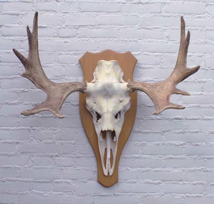 Scandinavisch ELAND GEWEI op licht houten schild (ref. C), Verzamelen, Dierenverzamelingen, Gebruikt, Gewei of Kop, Hert, Ophalen