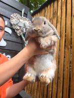 Hangoor rammetjes, raszuiver 6 mnd, Dieren en Toebehoren, Konijnen, Hangoor