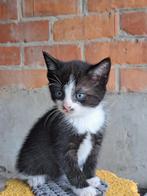 Kittens, Animaux & Accessoires, Chats & Chatons | Chats Autre, À poils courts, Plusieurs animaux, 0 à 2 ans