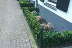 Euonymus japonicus - buxus vervanger, Tuin en Terras, Planten | Tuinplanten, Ophalen, Bloeit niet, Vaste plant, Overige soorten