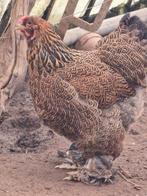 Brahma hen, Vrouwelijk, Kip
