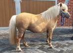 Meerdere Merrie's., Dieren en Toebehoren, Merrie