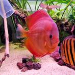 Discus XL, Red Cover (16cm), Zoetwatervis, Vis