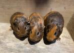 Cavia’s, Dieren en Toebehoren, Knaagdieren, Juli, Mannelijk, Cavia