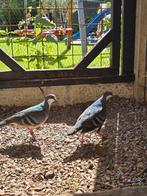 Dolksteekduiven koppel, Dieren en Toebehoren, Vogels | Duiven
