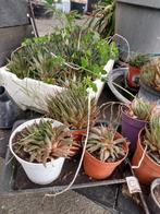 Aristaloe aristata, Ophalen